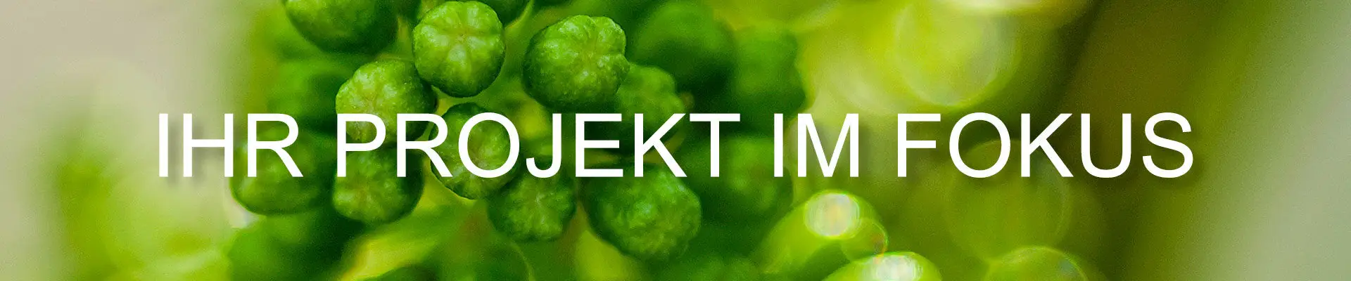 Ihr Projekt im Fokus Ihr Projekt im Fokus