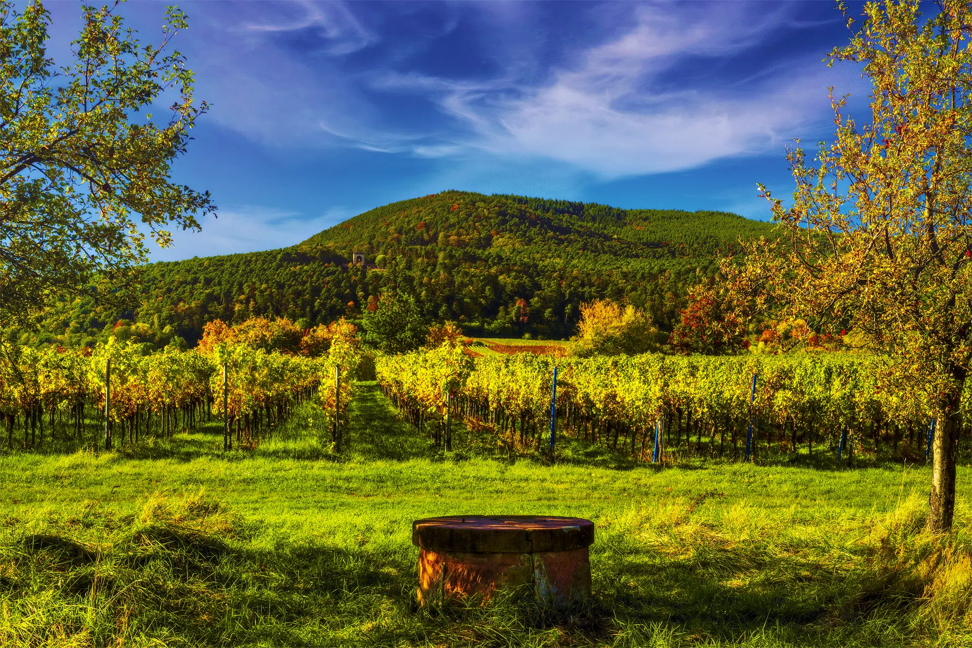 Stimmung im Weinberg Stimmung im Weinberg